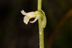 Florida lady's tresses